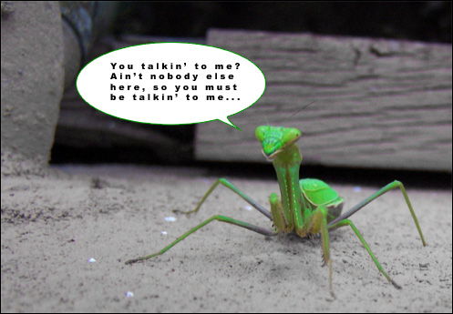Picture of a Hooligan Mantis.