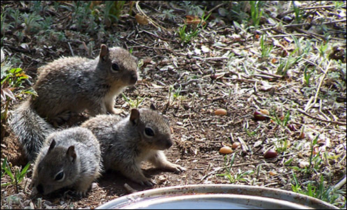 Picture of baby squirrels.